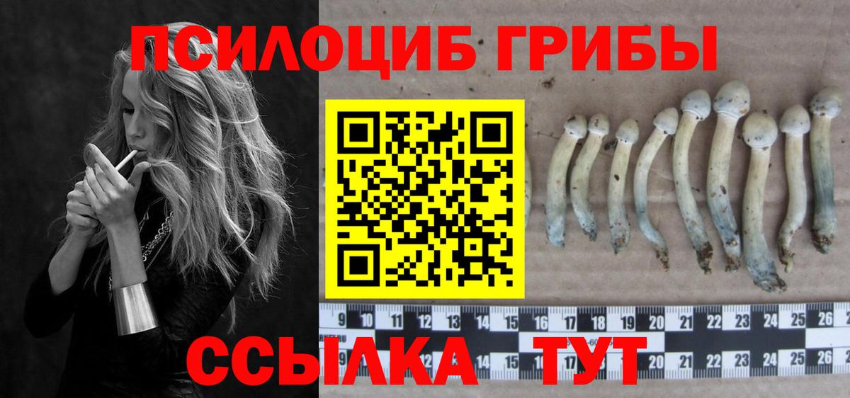 Ефремов  Галлюциногенные грибы мухоморы  Вход с VPN 